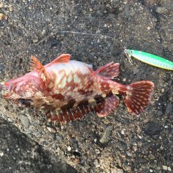 ジグサビキで五目釣り